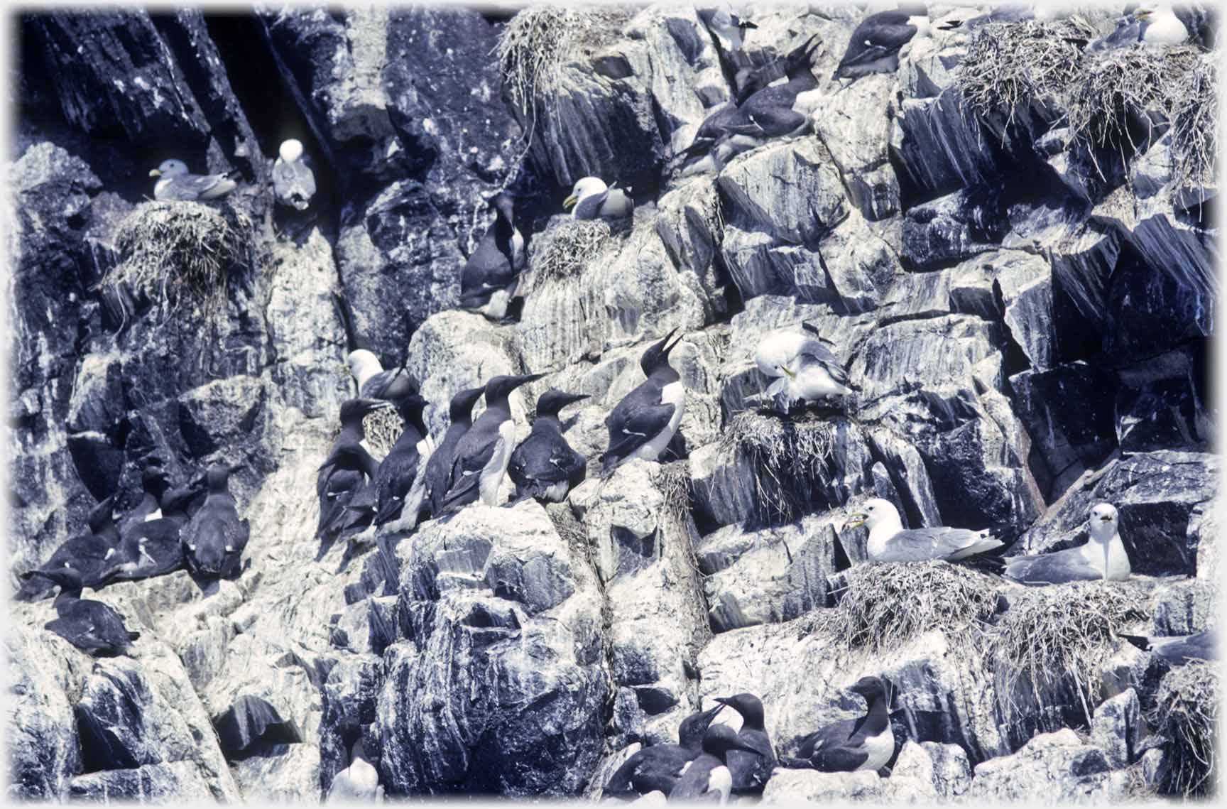 Guillemots and kittiwakes on ledges.