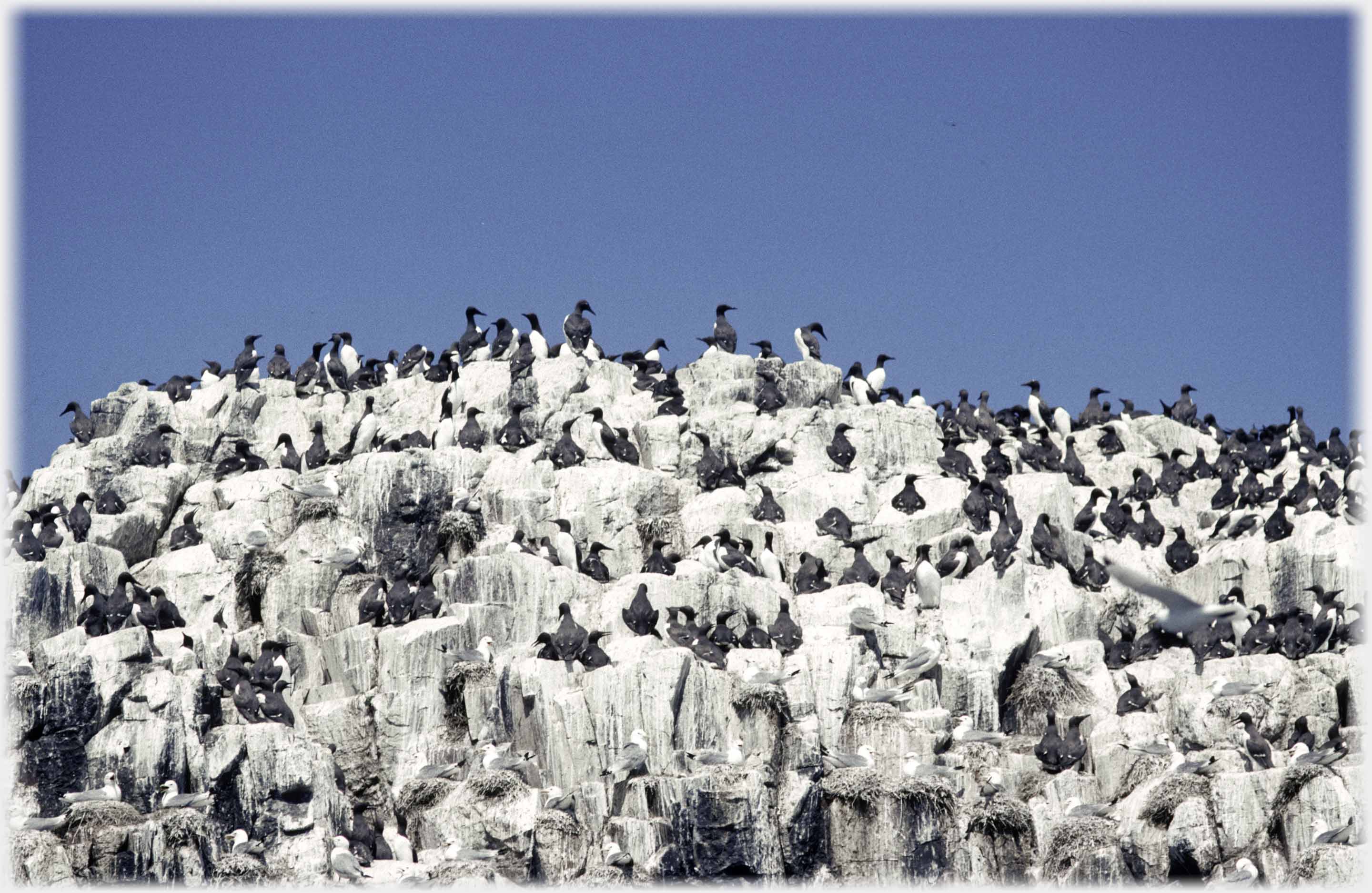 Looking up at cliffs with ledges thronged with seabirds.