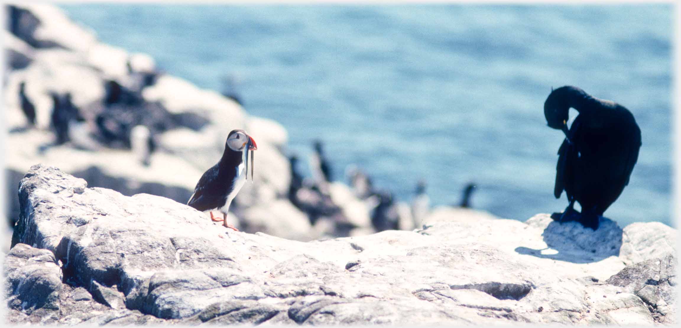 Puffin with one large sand-eel in its beak and cormorant preening.