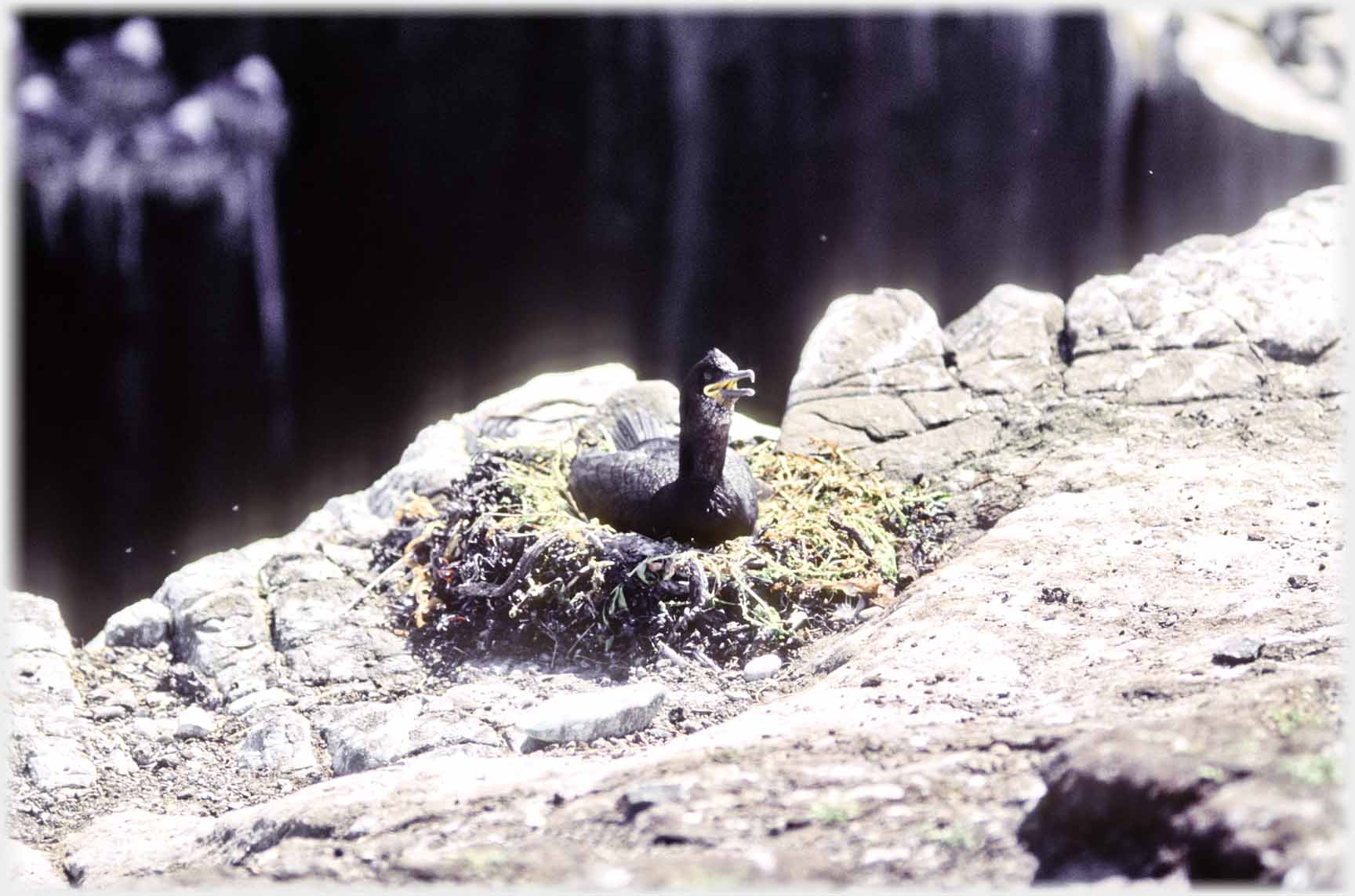 Cormorant on nest on rock.