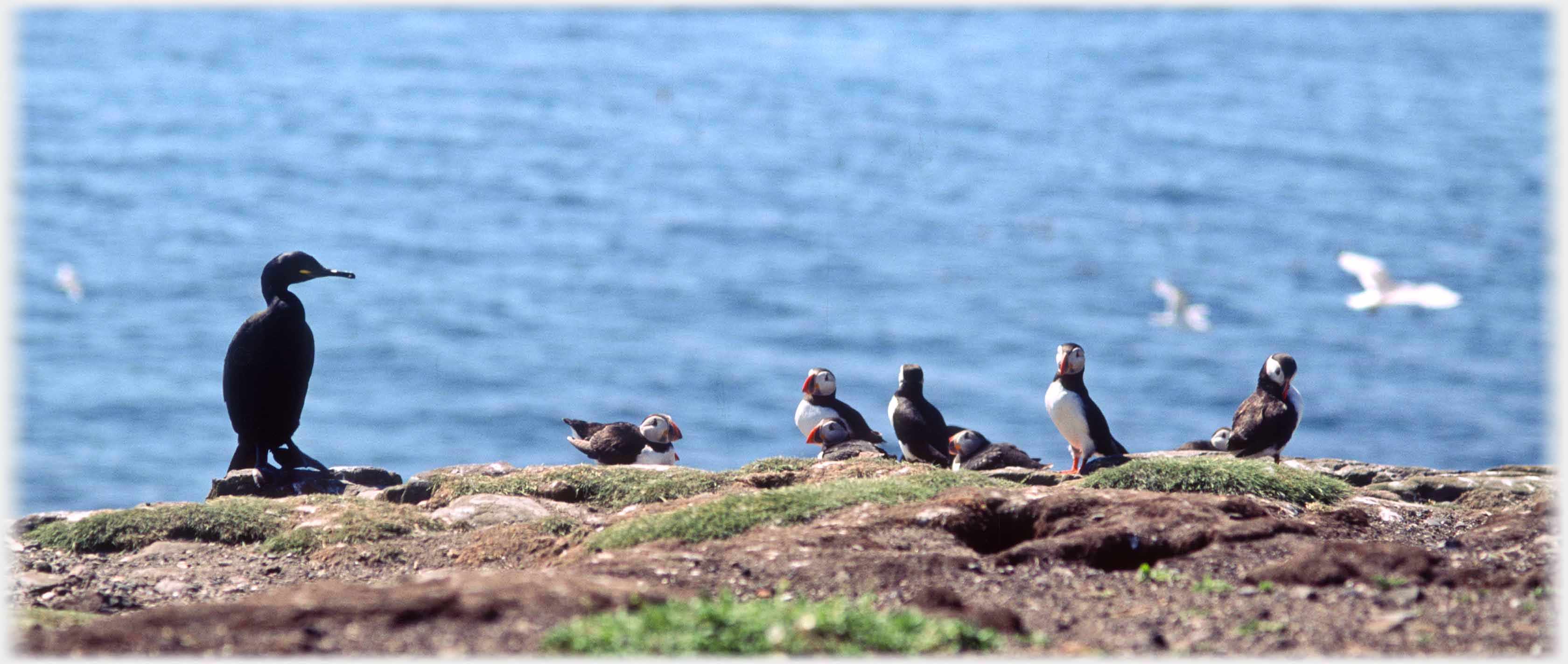 Cormorant standiing beside and looking at group of puffins.