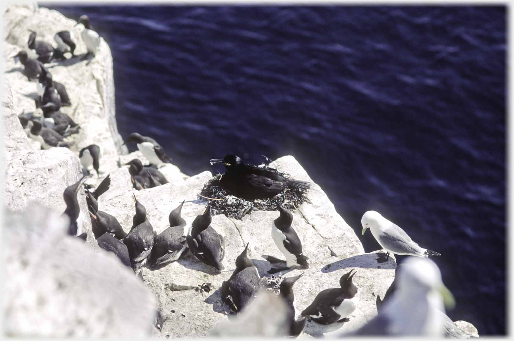 Nest beside ring of guillimots with sea beyond.