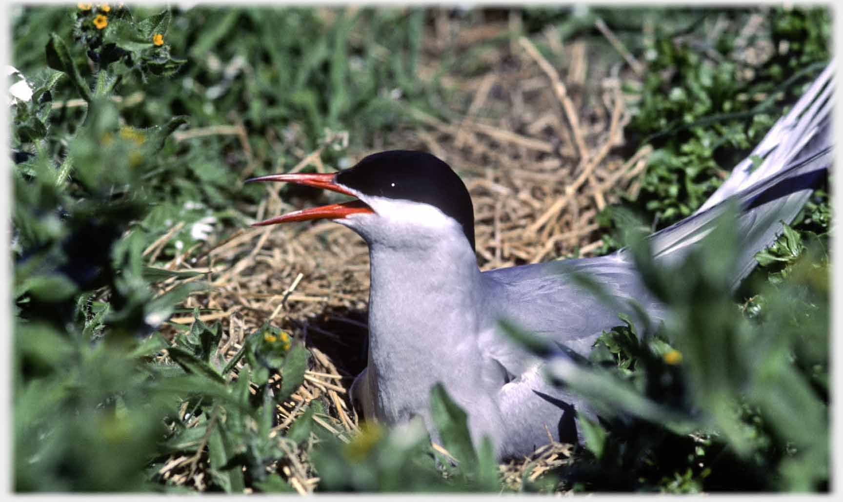 Head and front of tuern beak open.