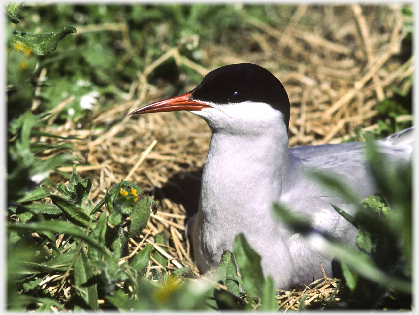 Head and front of tern sitting on nest, beak closed.