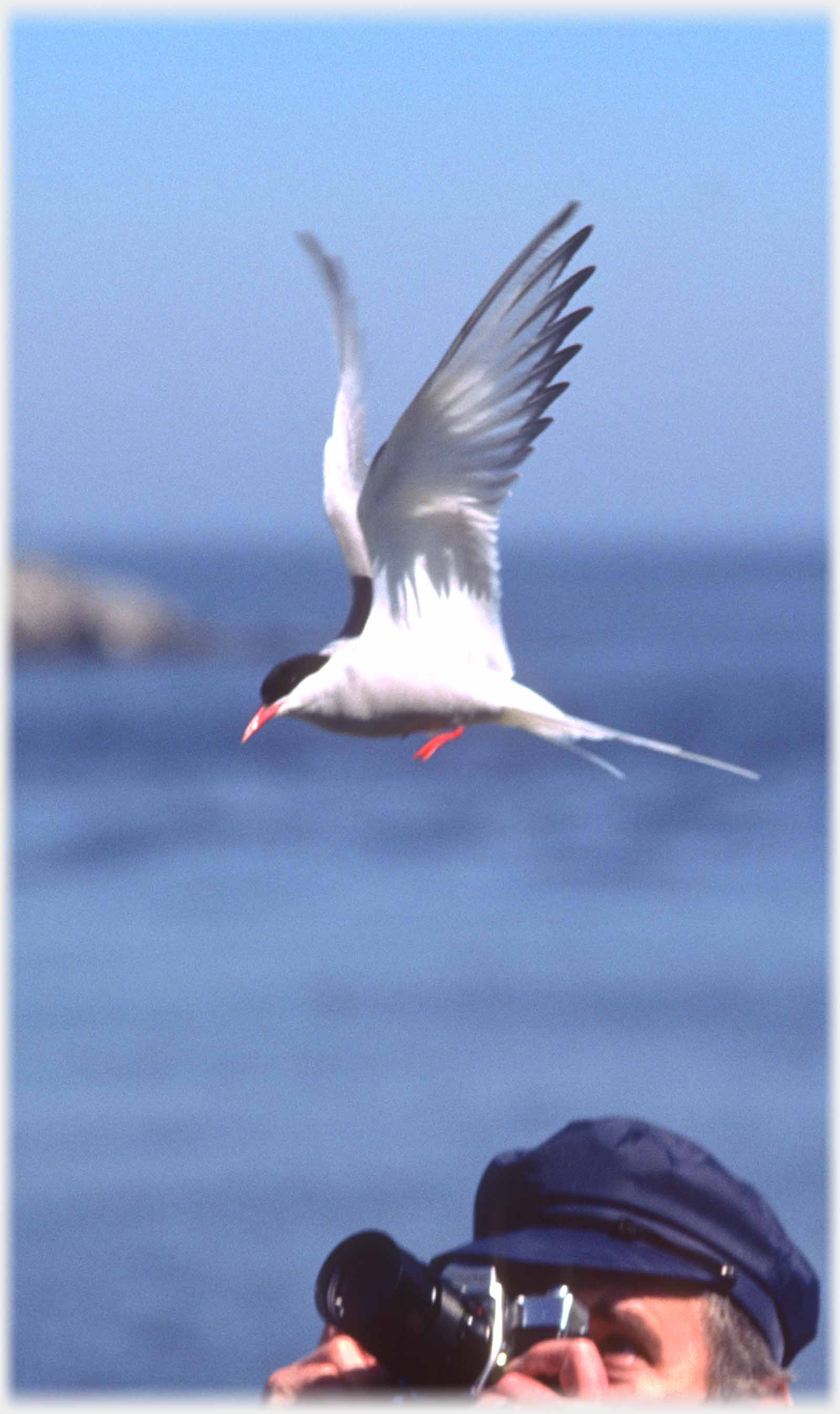 Photographer pointing camera at hovering tern apparently above him.