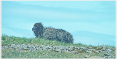 Faroese sheep.