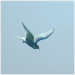 Arctic tern diving.