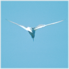 Arctic tern from behind.