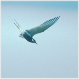 Arctic tern diving.