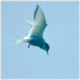 Arctic tern hovering.