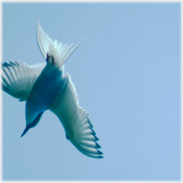 Light through wings and tail of Arctic tern.