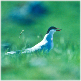 Arctic tern standing.