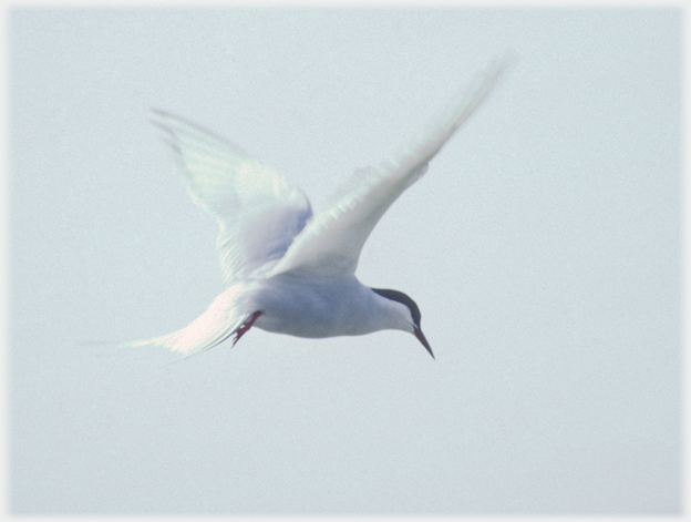 Arctic tern.