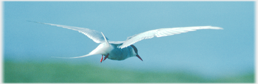 Arctic tern - wings spread.