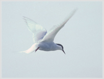 Tern hovering on Nolsoy.