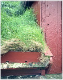 Detail of turf roof.