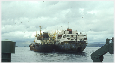 Ship with milling gulls.