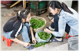 Women preparing greens.