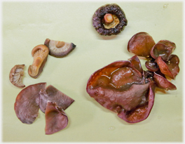 Varieties of mushrooms.