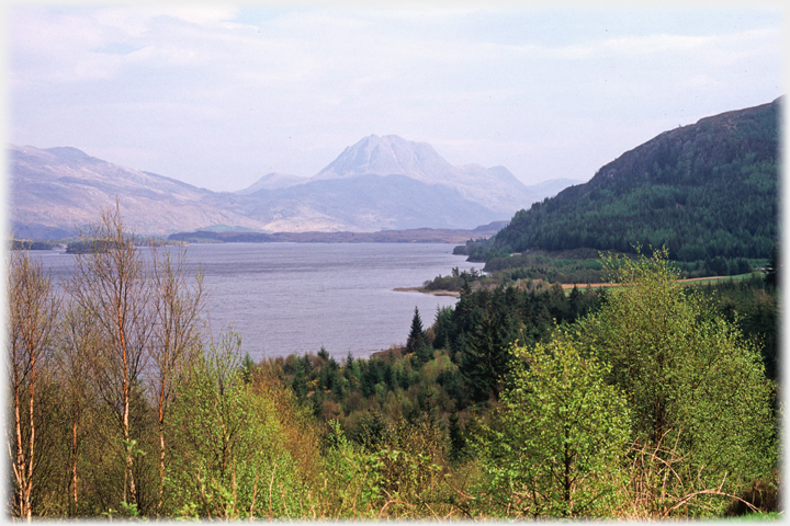 Foreground birch trees with loch spread out and hill beyond.