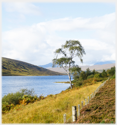 Birch tree with fence beside loch.