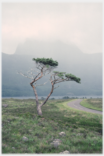 Pine tree with bulk of Slioch in cloud behind it.