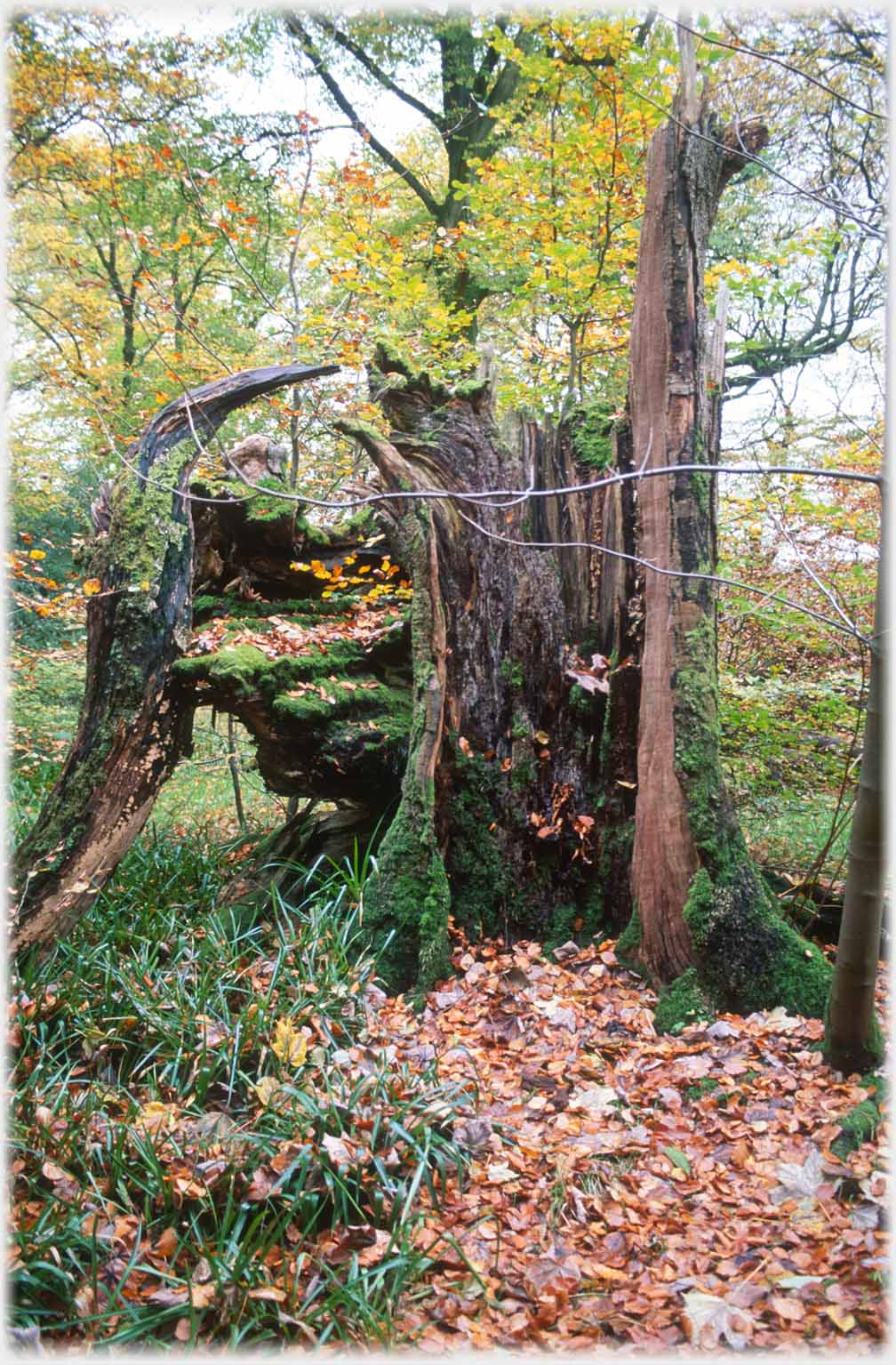 Hollow tree stump and beech leaves.