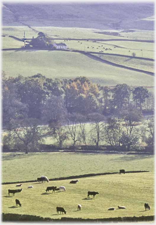 Cottage by trees, cattle in field below.
