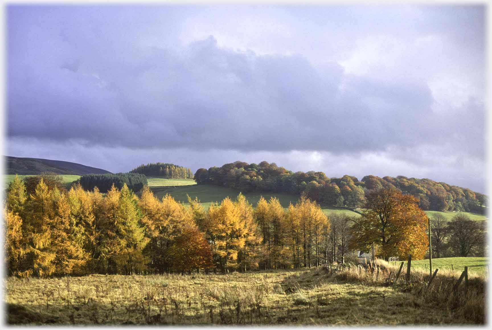 Autumn on foreground line of trees, green trees beyond.