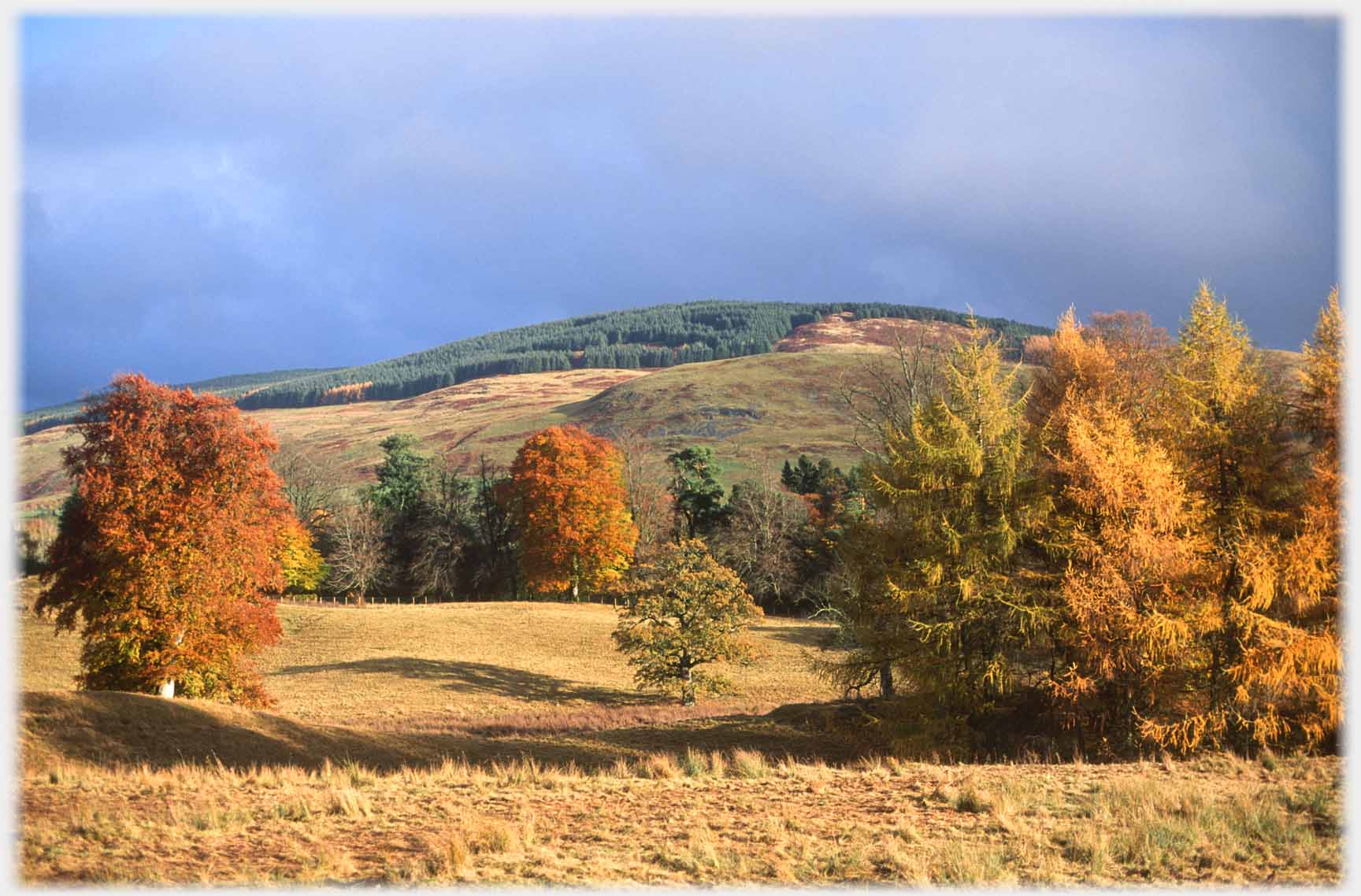 Separate trees in fields, rich autumn colour.