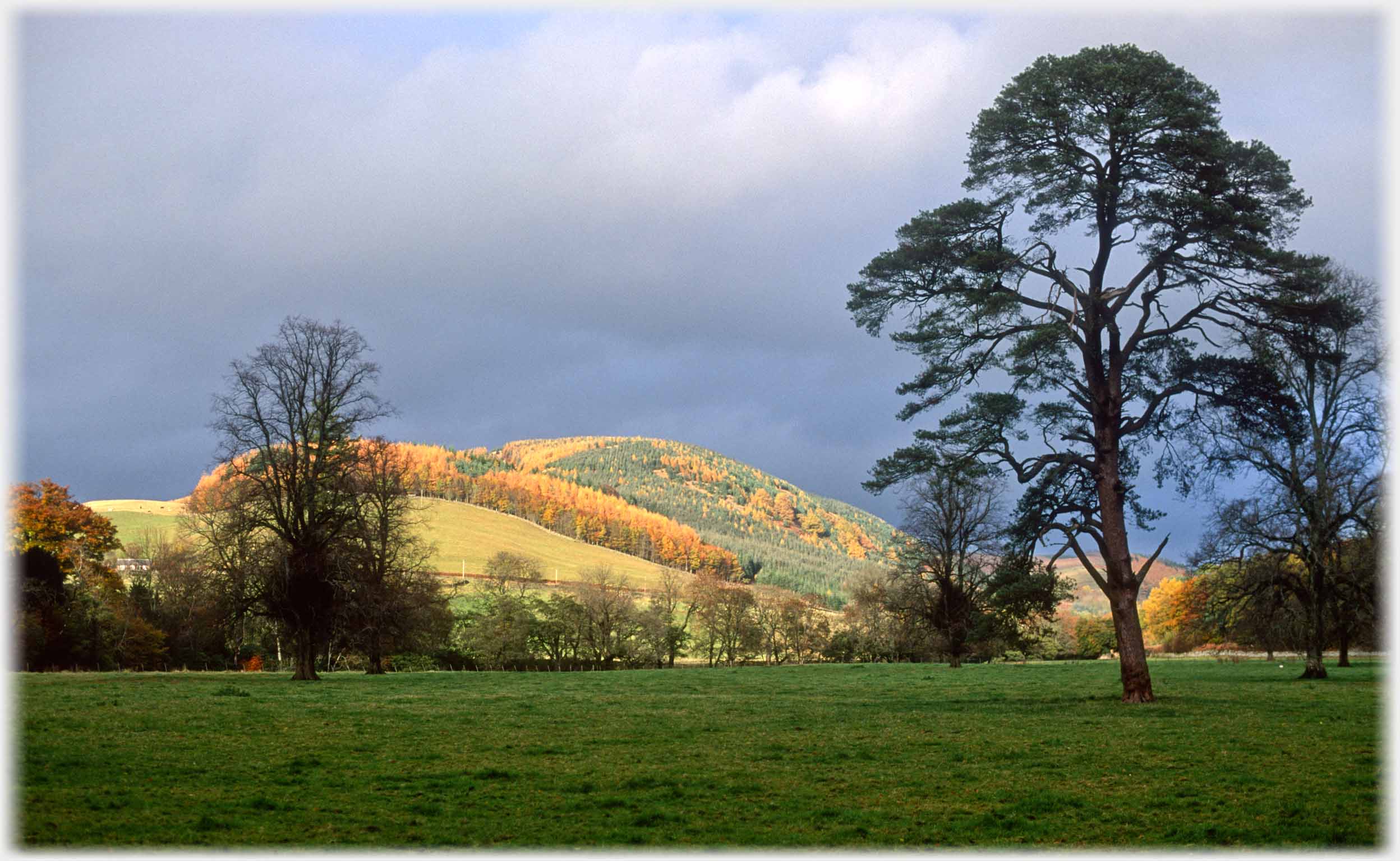 Flat field, separate trees, hill with autumn trees beyond.