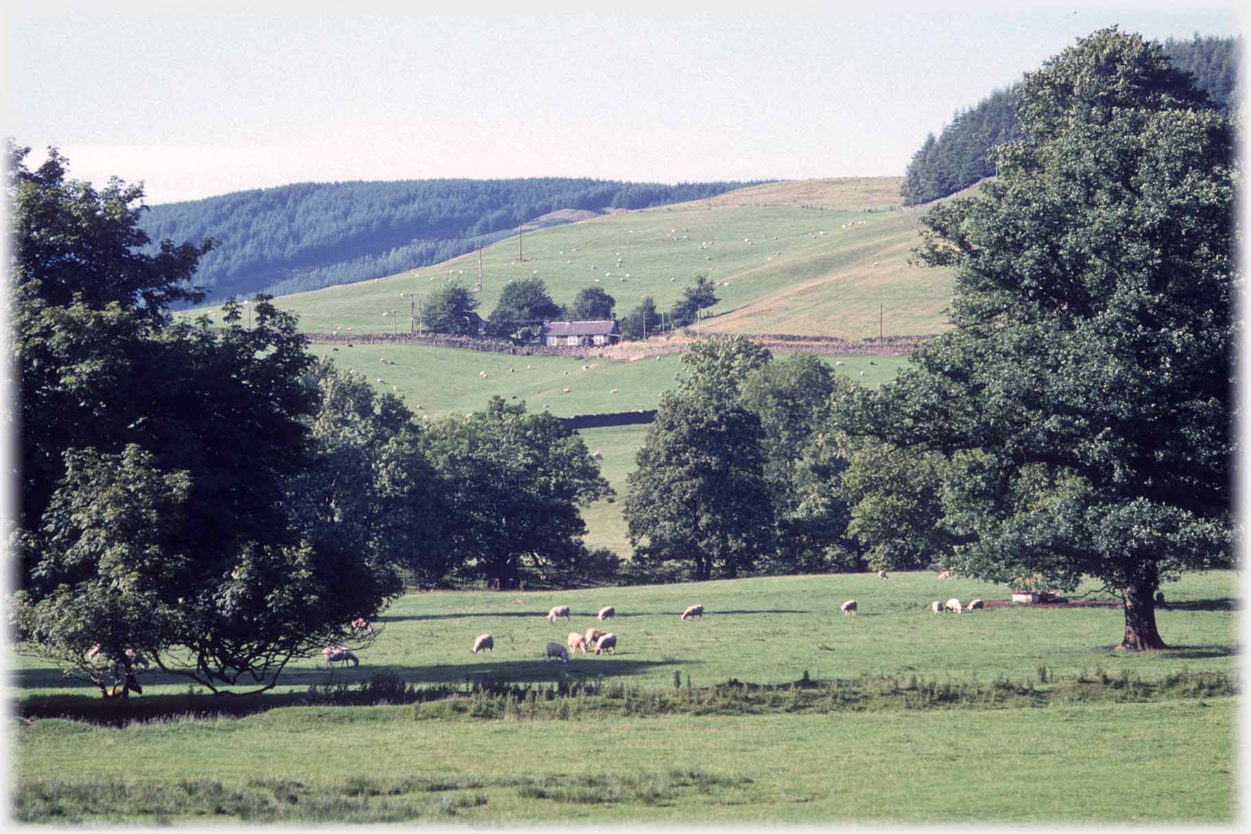 Field with trees, cottage in distance on hillside.