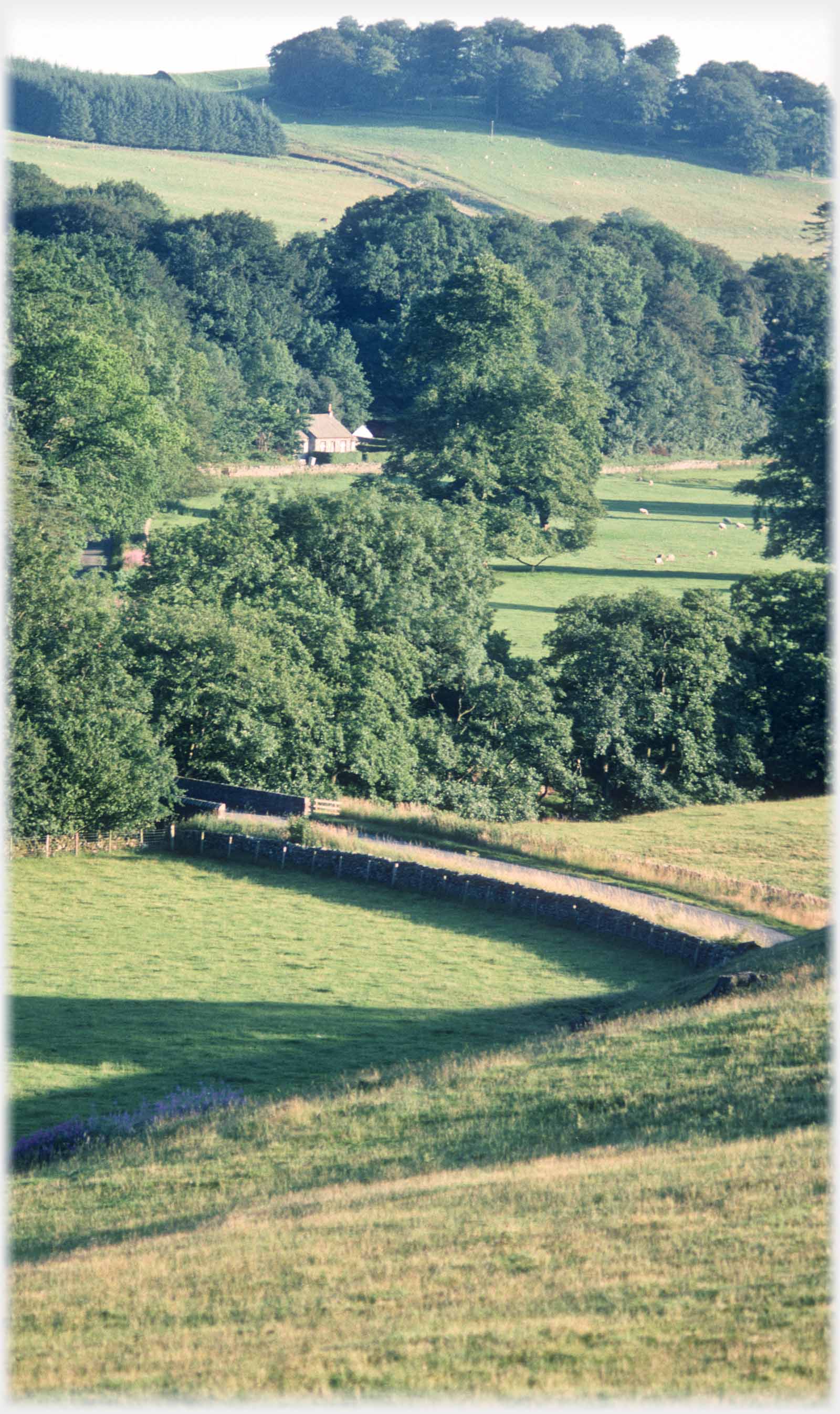 Trees small road, cottage hillside.