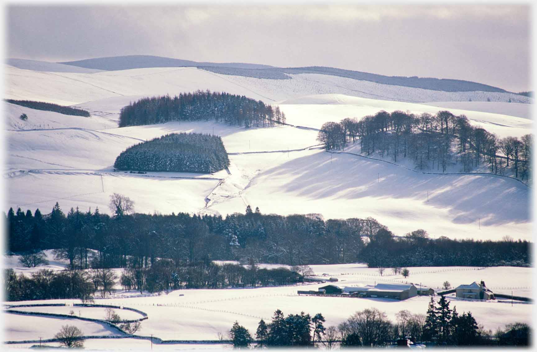 Snow on sloping gound with black clumps of trees.