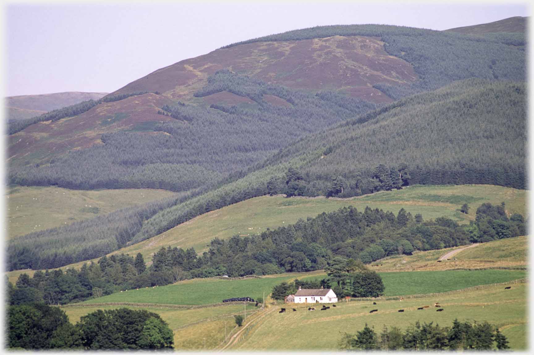 Cottage under dark hillside.