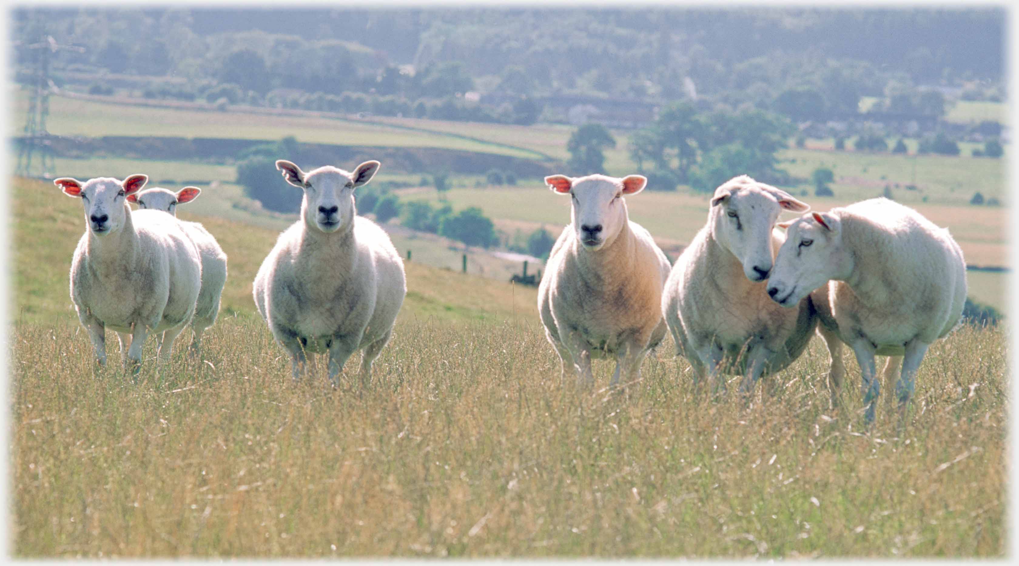 Five sheep facing camera, two engaging one another.