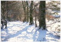 Winter beech trees casting shadows on the snow.