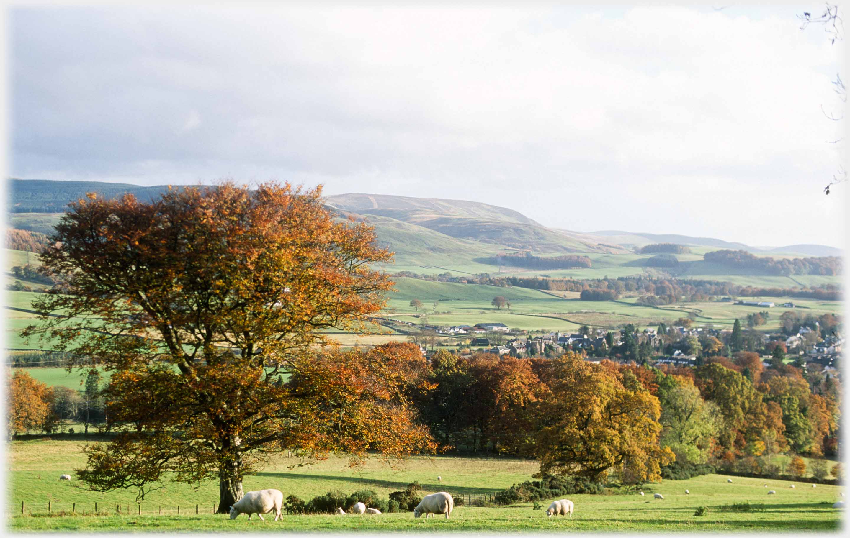 Wide valley area with treed dip and scattered trees. Four sets of building are distinguishable.