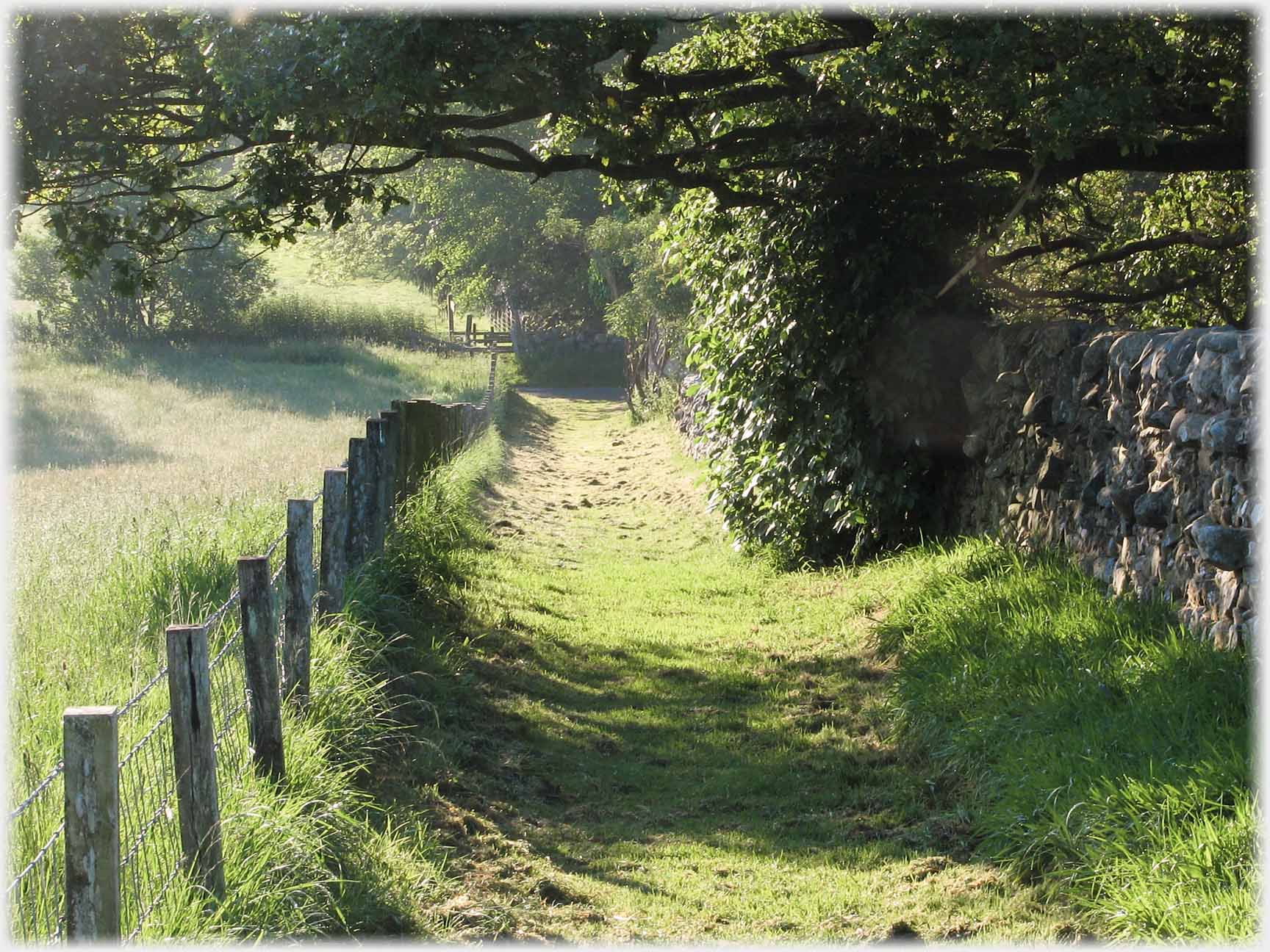 Fields between woods.