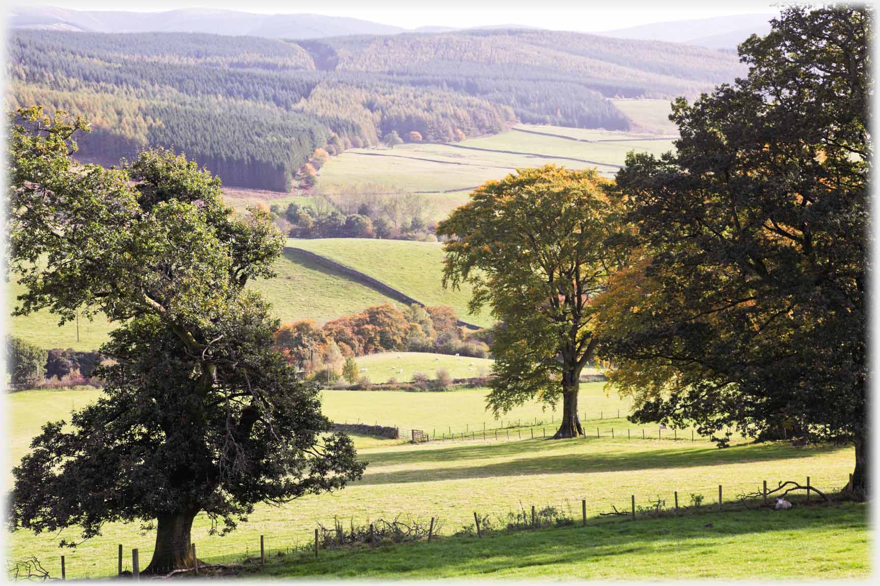 Hills into distance covered in forest. Clump trees centre foreground in fields.