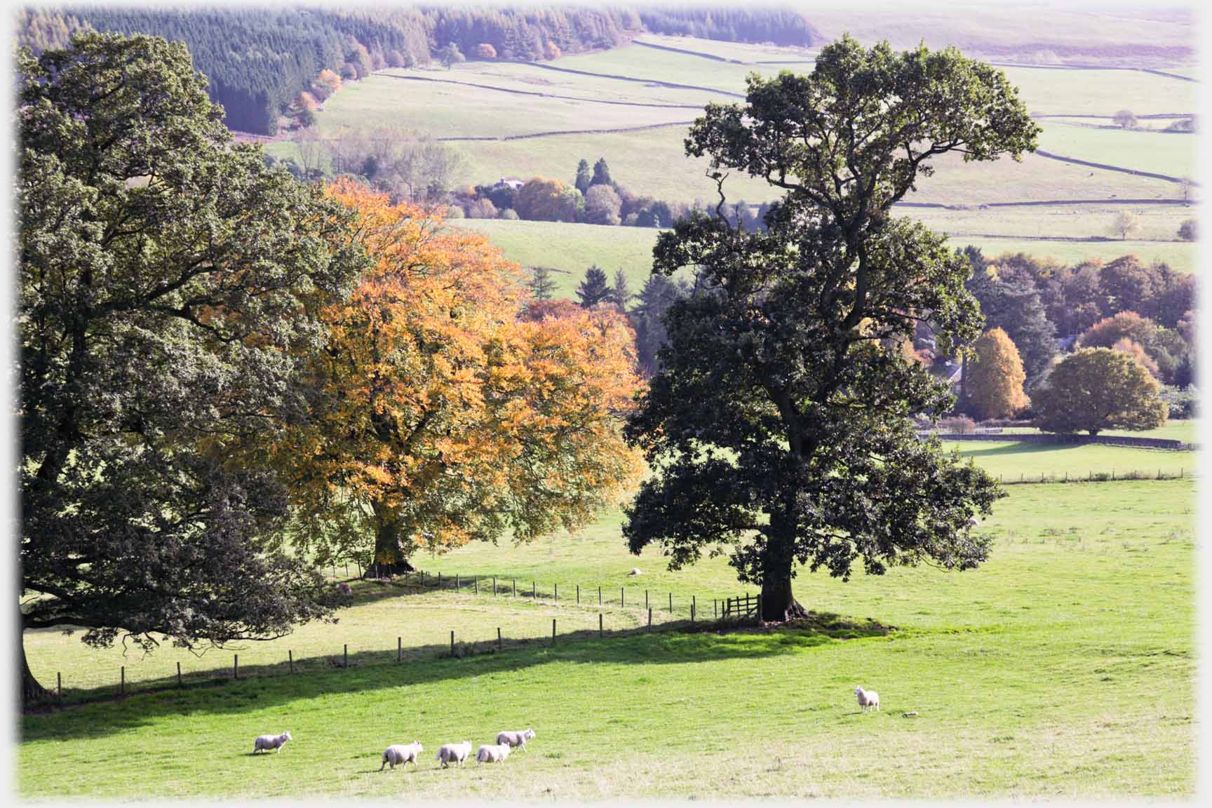 Trees forming arch over gate, cottage so framed.