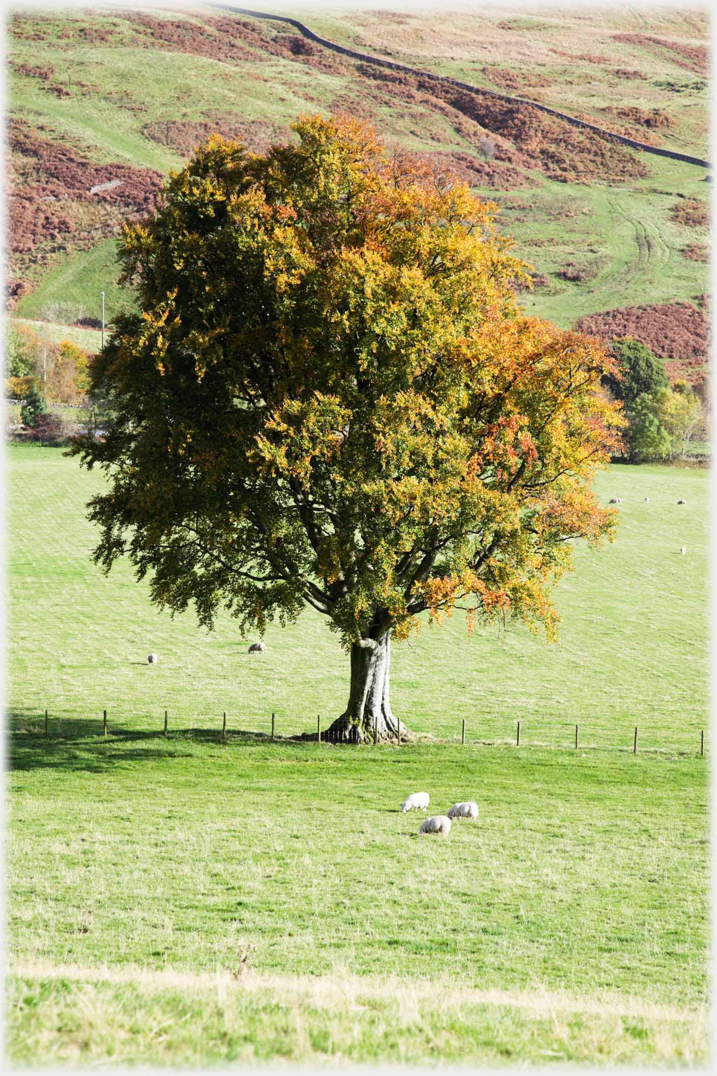 Distant cottage seen between trees, hill behind, sheep in foreground field.
