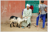 Man sitting on steps holding head of goat.