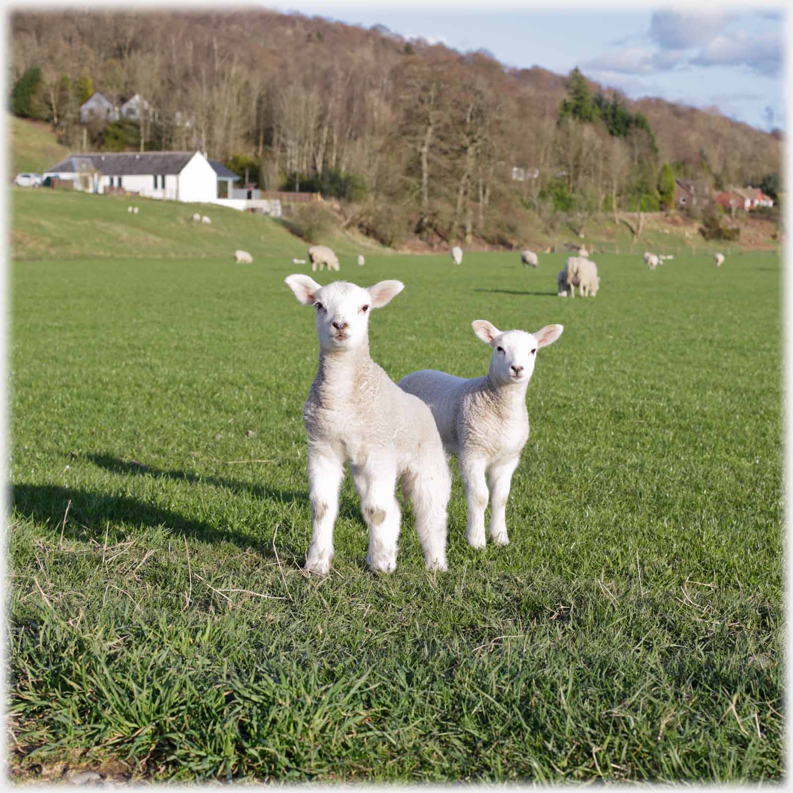 Two frontlit lambs engaged with camera.