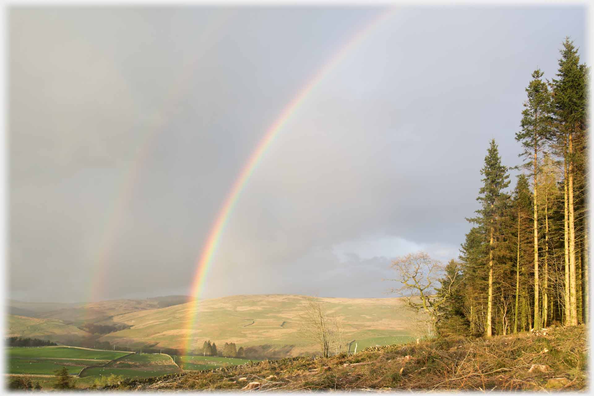 Rainbow, and hint of second one, by newly exposed conifer plantation edge.