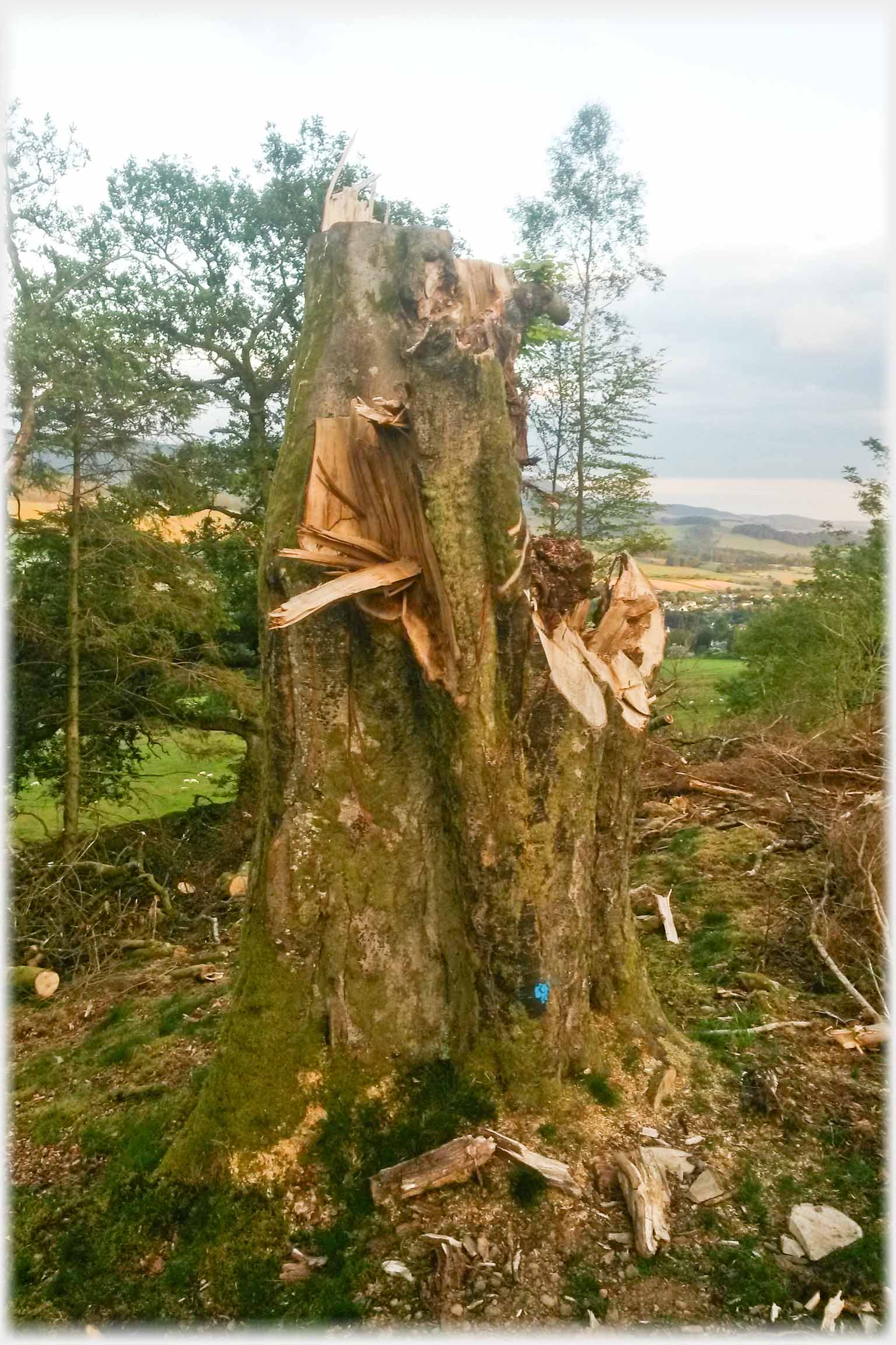 The The hacked off stump of a large tree.