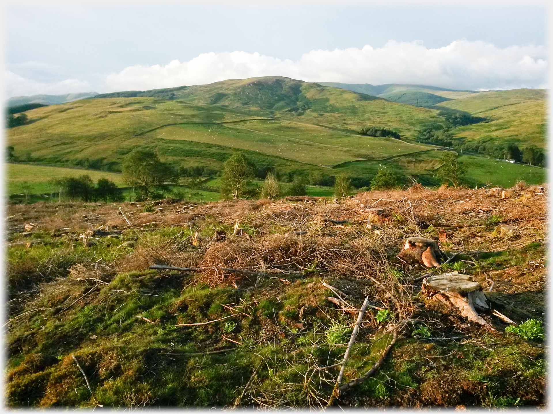 Area strewn with cuttings from felling.