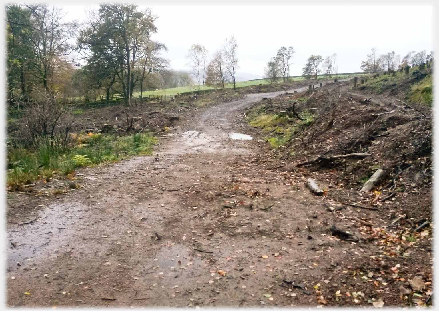 Muddy track between ground littered with felling litter.