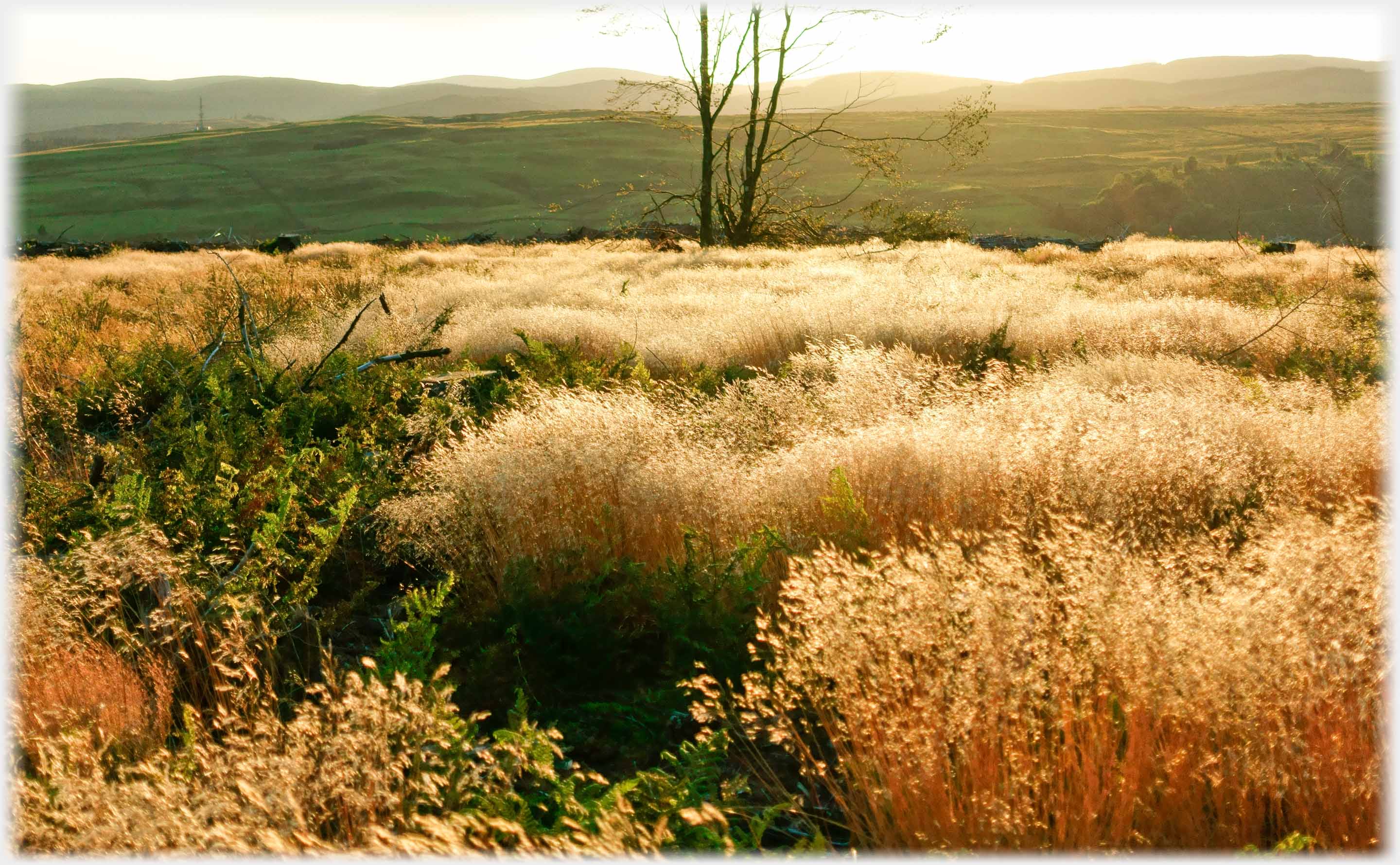 Golden grasses with sun behind.