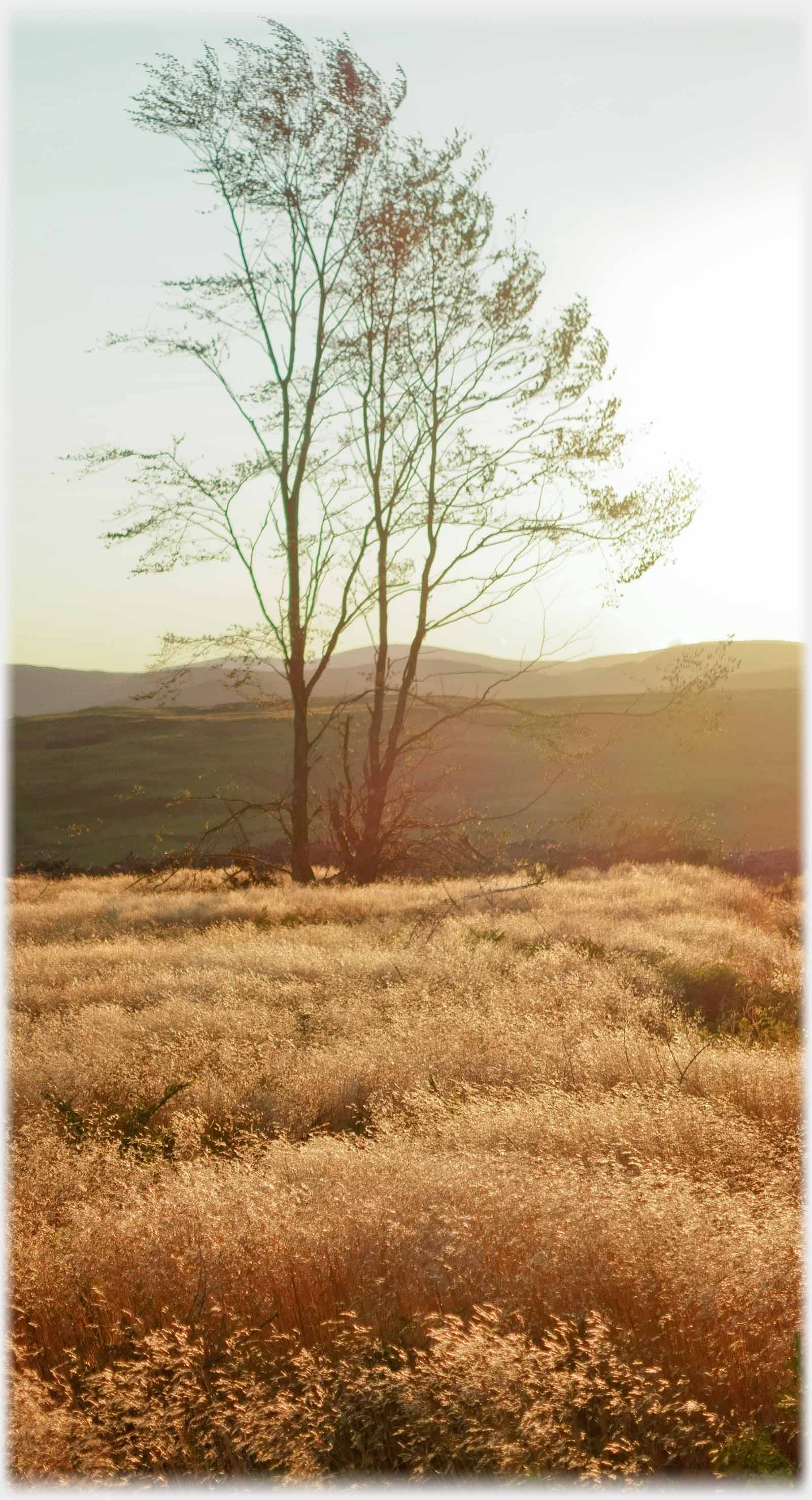 Birch saplings over golden grasses.